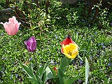 49 Nancy's Garden [2009 May 10]